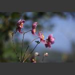 田埂小花