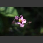 田埂小花