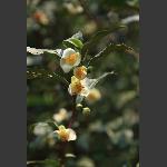 茶花
