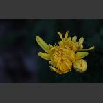 菊