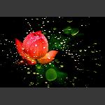 出水芙蓉