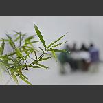 书声燕妮竹潇潇