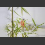 书声动竹叶，节义沐轻风。