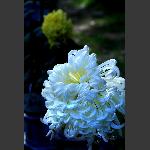 秋菊-3