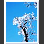 雪花满枝