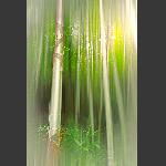 虚心有节