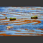 滩涂韵味