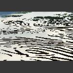 海面上的甲骨文
