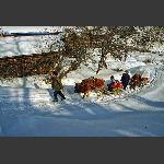 雪村牛爬犁