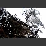 松之傲雪