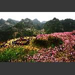 桃花盛开长茂山