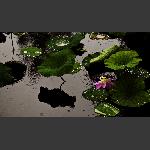 雨荷