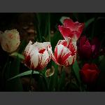 郁金香花庆新年