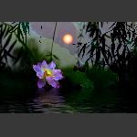 （二次曝光）拍荷花