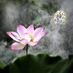 莲荷芬香