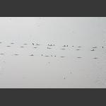 合鸣曲三