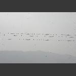 合鸣曲一