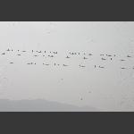 合鸣曲