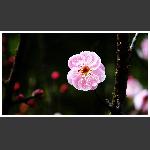 冬梅花开