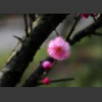 梅花清香惹人醉