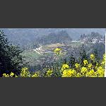 汪家山梯田