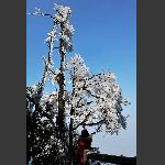 玉树琼花-3