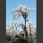 玉树琼花-2