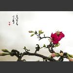 梅花怒放
