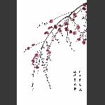 寒梅初开