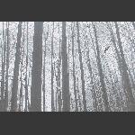 冰雪封不住，我仍傲苍穹
