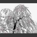 天门雪景9