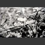 天门雪景1