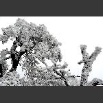 天门雪景15