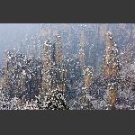天子山雪