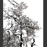 天门雪景8