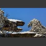 雪中金龟