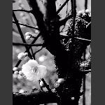 梅花怒放
