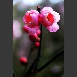 梅花怒放4