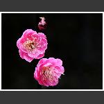 春之梅2