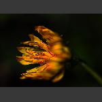 小黄花