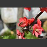 海棠花