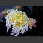 菊