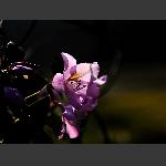 玉兰花