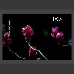 玉兰