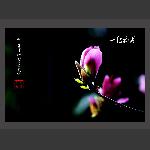 玉兰