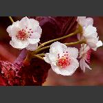 《三月梨花》—2