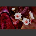 《三月梨花》-1