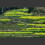 油菜花中