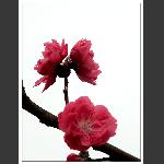 又见桃花开3