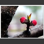 生机盎然